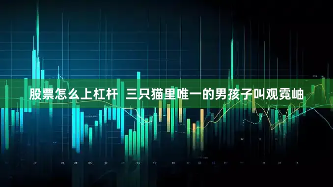 股票怎么上杠杆  三只猫里唯一的男孩子叫观霓岫